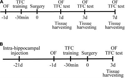 Anomalous Levels of CD47/Signal Regulatory Protein Alpha in the Hippocampus Lead to Excess Microglial Engulfment in Mouse Model of Perioperative Neurocognitive Disorders